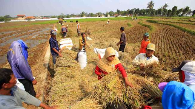 Petani padi keluhkan mahalnya biaya sewa traktor