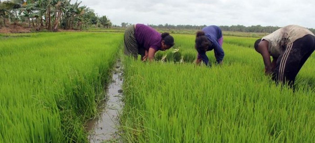 Merauke Kekurangan Tenaga Penyuluh Pertanian