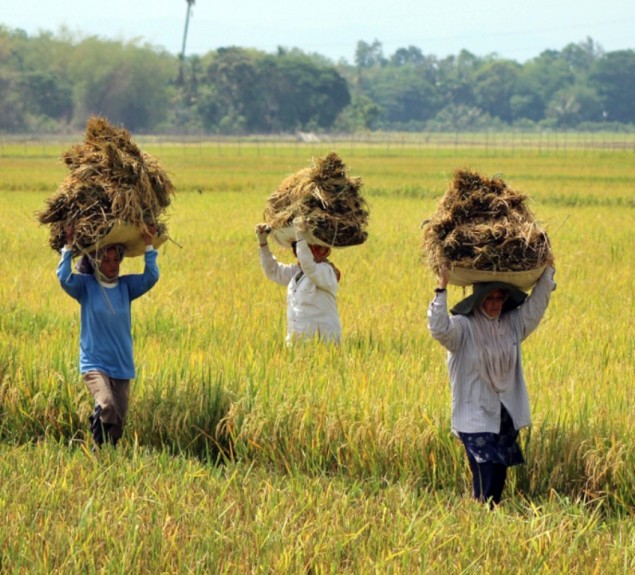 NTP Papua turun 0,37 persen