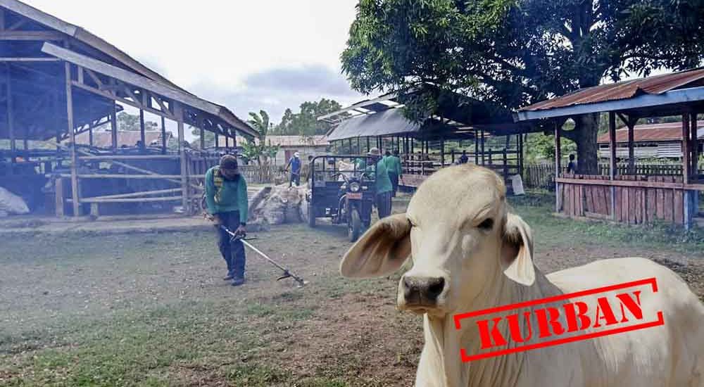 Jelang Idul Adha, Dinas Peternakan Pastikan Stok Hewan Kurban di Merauke Mencukupi