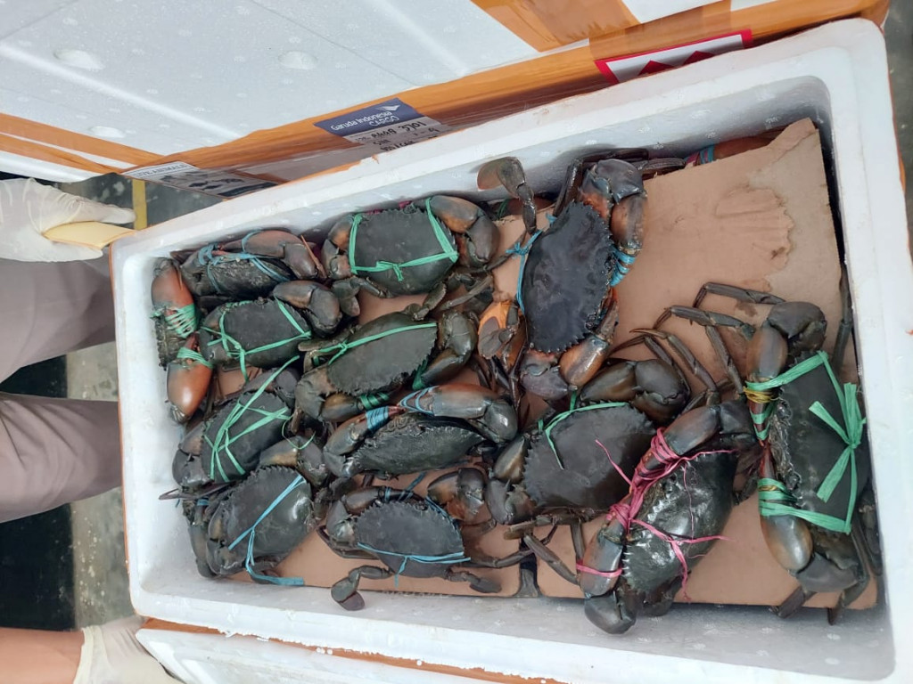 Karantina Papua Selatan Ekspor 604 Ekor Kepiting Tujuan Singapura