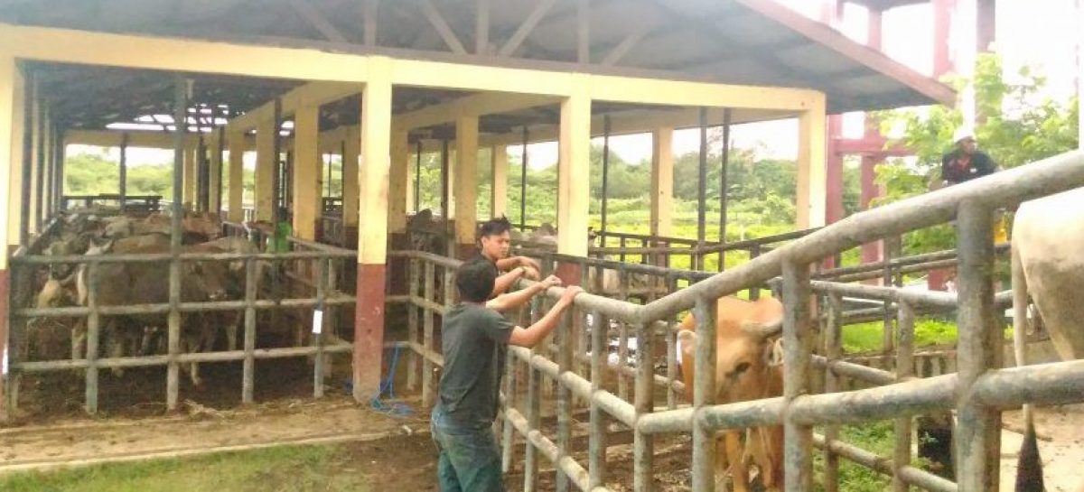 Target Hewan Kurban di Merauke Capai 500 Ekor