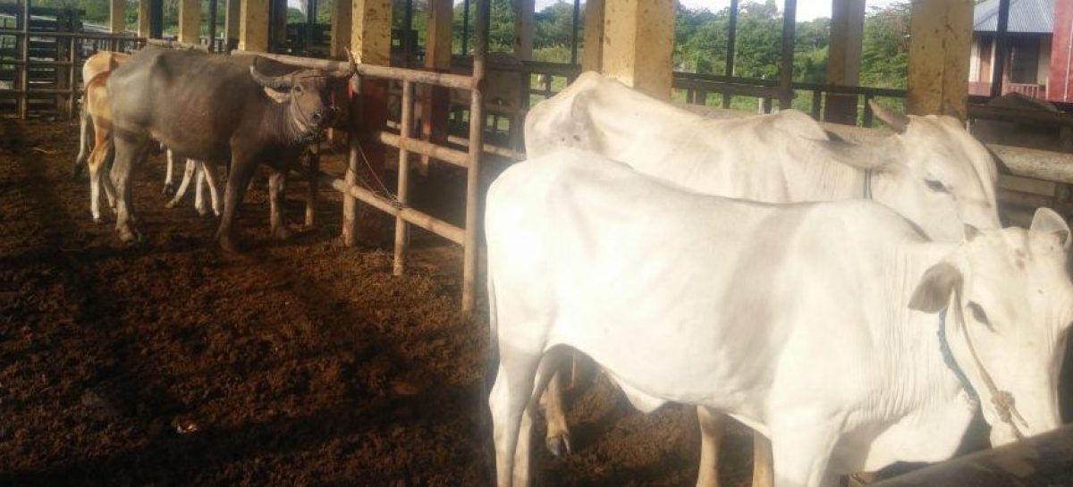 Disnak Buka Pasar Hewan Kurban di Merauke