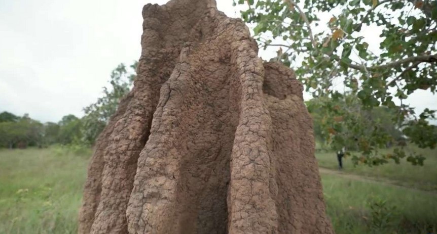 Keindahan Alam Merauke dalam Sarang Raksasa Musamus