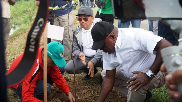 Sepanjang Jalan Bloreb Hingga Tujuh Wali Wali Merauke Ditanami Pohon
