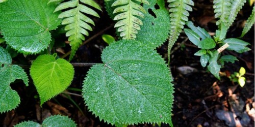 Awas! Tanaman Paling Mematikan Tumbuh di Indonesia