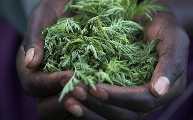 Inilah Tanaman Yang Mampu Menghancurkan Sel Kanker Payudara Dalam Waktu Kurang Dari 16 Jam 