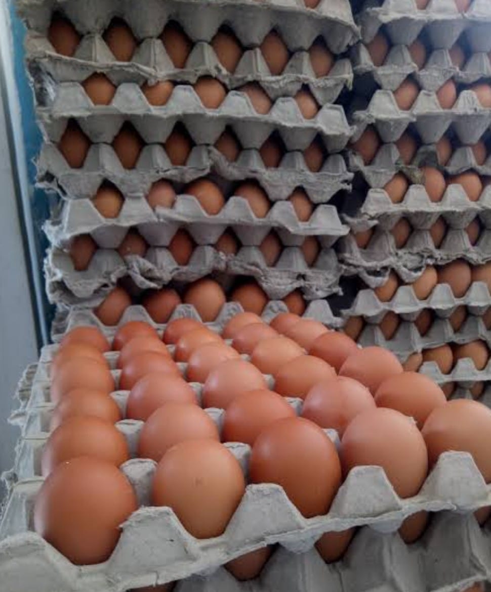 Stok dan Harga Pakan Menjamin Kualitas dan Nilai Jual Telur