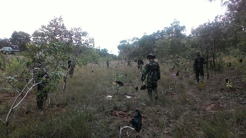 Kodim 1707/Merauke Lakukan Perawatan Bibit Pohon Dalam Program Reboisasi Penghijauan Kerjasama Dengan Dinas Kehutanan