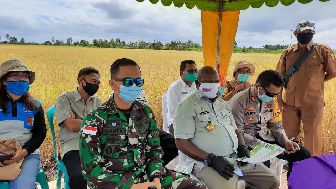 15 Hektar Padi di Kabupaten Merauke Dipanen