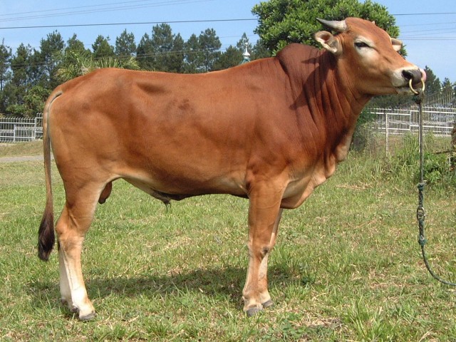 Sapi Paud Kabupaten Merauke Jadi Salah Satu Sentra Ternak Sapi Di Papua | Portal ...